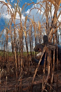 Man with regulation outfit for Manual harvest of burnt sugarcane