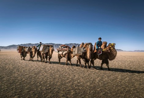 Shepherds move with camel caravan to winter camp