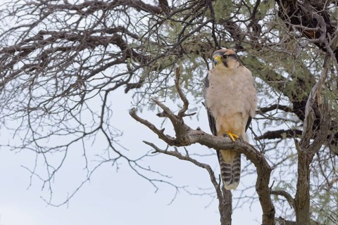 Lanner falcon (Falco biarmicus)
