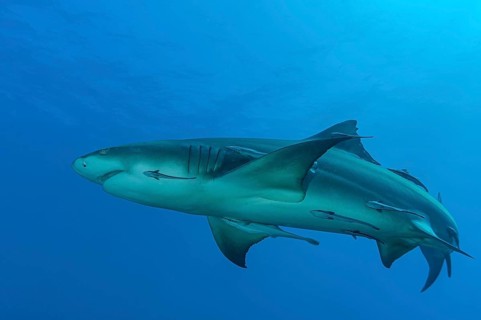 Lemon shark (Negaprion brevirostris)