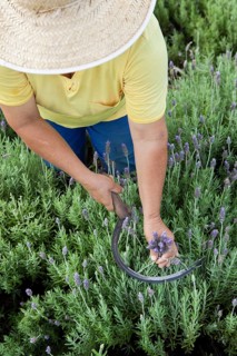 Collecting lavender flowers at the eco farm Sao Benedito