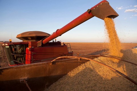 A Combine Unloads Soya Beans into Truck near Luis Eduardo Magalhaes