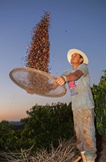 Coffee worker separates coffee cherries from chaff using a basket