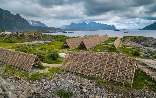 Thousands and thousands of stockfish Fish heads on wooden drying racks