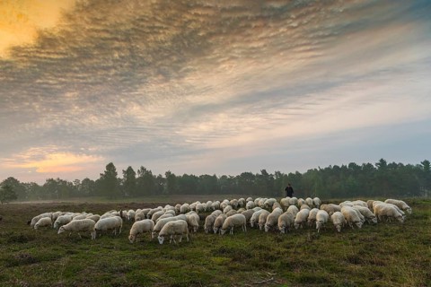 Shepherd with a flock of sheep in the heath at the Thuelsfeld dam at sunrise