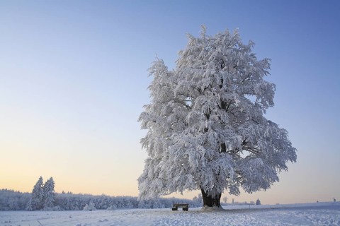 Wintry solitary beech
