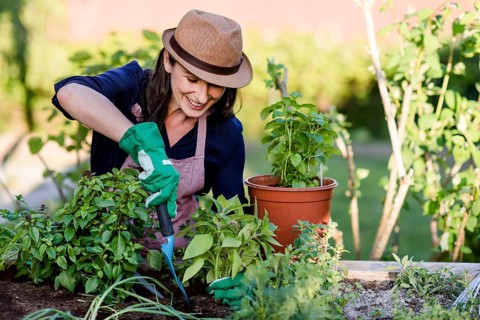Woman doing gardening on a raised bed