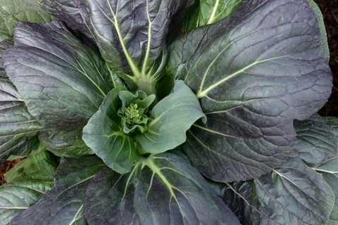 Pak Choi