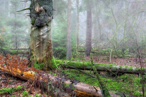 Fallen trees