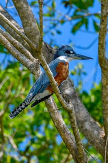 Ringed kingfisher (Megaceryle torquata)