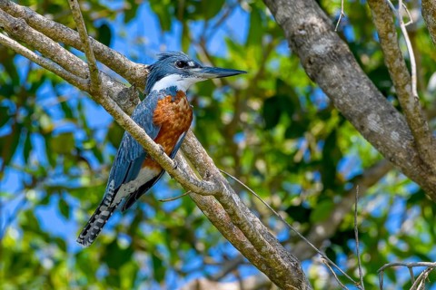 Ringed kingfisher (Megaceryle torquata)