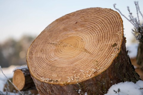 Annual rings of one (Pinus)
