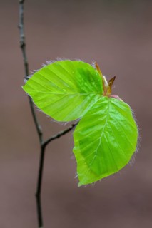 Leaf of a beech (Fagus sylvatica) sprouts from a bud