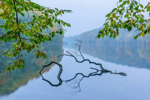Supported tree in a lake in autumn