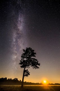 Starry sky with milky way over (Pinus) the Venner Moor
