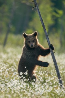 Brown bear (Ursus arctos ) stands on a tree