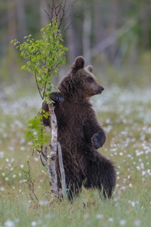 Young (Ursus arctos) playing upright