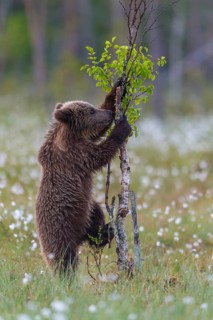 Young (Ursus arctos) playing upright