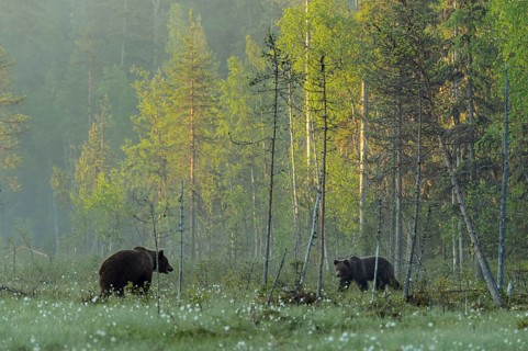 Two (Ursus arctos ) in a bog
