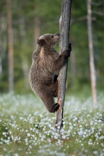 Brown bear (Ursus arctos) climbing a tree