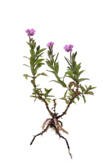 Epilobium hirsutum (Epilobium hirsutum) on white background