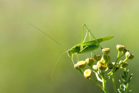 Sickle-bearing bush-cricket (Phaneroptera falcata )