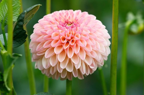 Ball Dahlia (Dahlia)