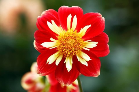 Neck ruffs Dahlia variety Klaus von Dohnanyi (Dahlia cultivar Klaus von Dohnanyi)