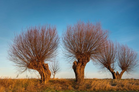 Silhouettes of pollarded willows against a blue sky On the edge of the field