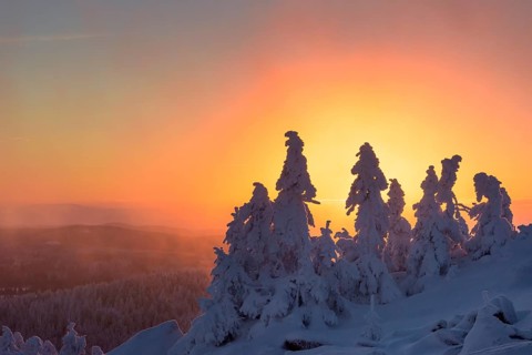 Snowy Spruces (Picea) on the winterly snowy chunk at sunset