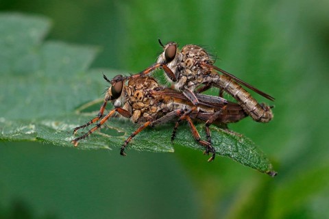 Robber flies (Asilidae)