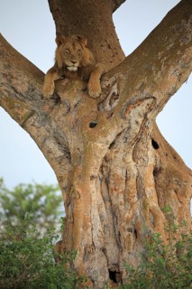 Lion (Panthera leo) lies in a tree
