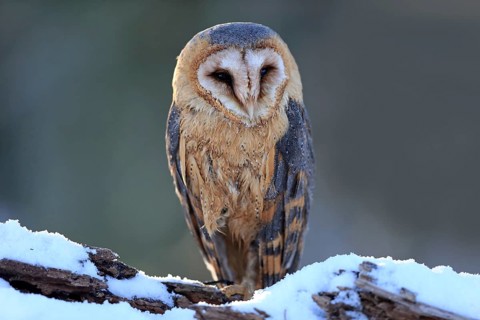 Common barn owl (Tyto alba)