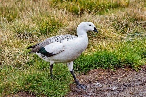 Male Upland Goose (Chloephaga picta)