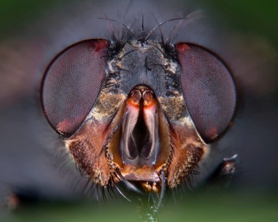 House fly (Musca domestica)