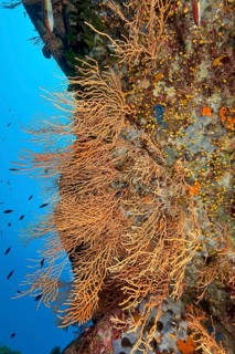 Yellow Mediterranean gorgonian (Eunicella cavolinii)