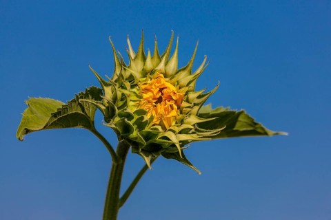 Sunflower (Helianthus annuus)