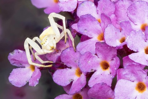 Goldenrod crab spider (Misumena vatia) waiting for (Buddleja davidii)