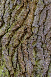 Structure of the bark of an oak (Quercus)