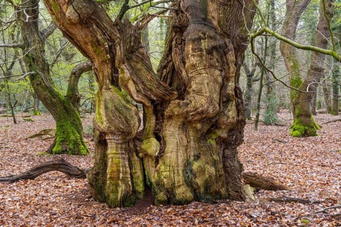 Old beech (Fagus sylvatica) in the jungle Baumweg