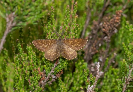 Male common heath (Ematurga atomaria) on heather