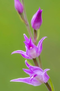 Cephalanthera (Cephalanthera )
