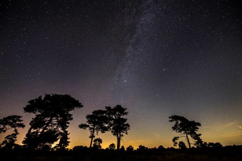 Starry sky with milky way over (Pinus) the Venner Moor