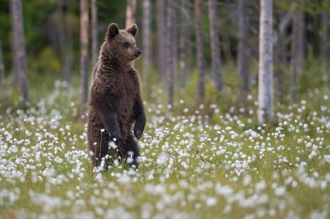 Brown bear (Ursus arctos ) standing upright in a bog with fruiting cotton grass