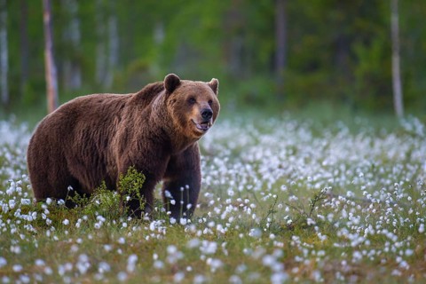 Old male (Ursus arctos) in a bog with fertile cotton grass