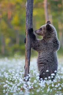 Brown bear (Ursus arctos ) on a tree in a bog with fruiting cotton grass