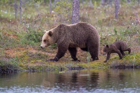Brown bearin (Ursus arctos ) with young animal on the shore of a lake at the edge of a boreal coniferous forest
