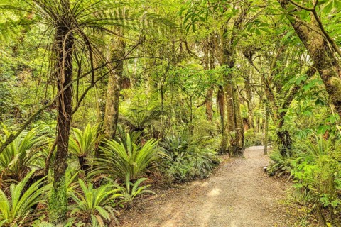 Parakaunui Falls Walk