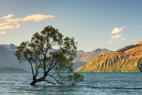 Willow (Salix) in Lake Wanaka in evening light