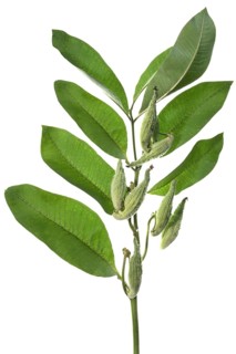 Branch with bellows fruits